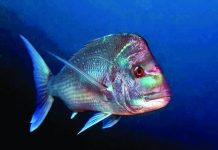 Be aware of snapper catch