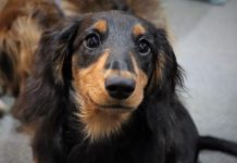 Grant Council increases dog registration