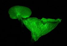 Ghost mushrooms glow for another season