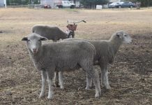 Highest on record for lamb slaughter