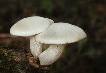 Wild mushroom warning