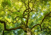 Updated tree removal laws