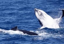 Look out for whales on the water