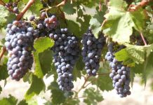 State Government working to recover China wine exports
