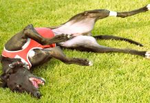 Price banking on another Anniversary Cup