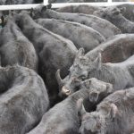 saleyards_413626_03.JPG