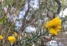 Landholders called to eradicate invasive weed