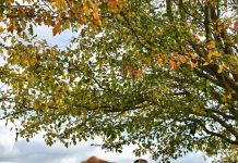 19-year-old places first bull in artificial insemination market