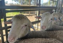 Better prices moderate sentiment in Australian sheepmeat sector according to survey