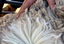 WoolPoll 2024 Voter Information Memorandum available