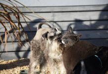 Pet registration due