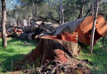 Operation Red Gum combats firewood theft