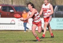 Roosters crow at crucial moment