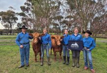 Students show off steers at show