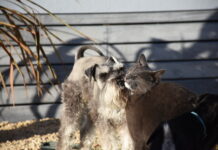 Microchip special for Halloween