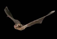 More programs for protected species