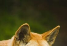 Council calls for wild dog revision