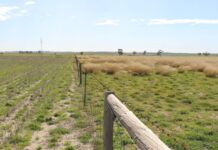 Help wanted against African lovegrass