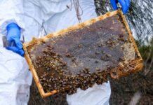Varroa management plan approved