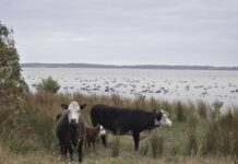 Further developments at lakes underway