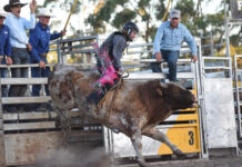Boots, barrels and bucking bulls await