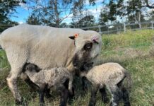 New resources for ewe pregnancy scanning released