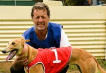 Forgotten greyhound making up for lost time