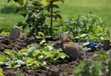 Rabbit control called for