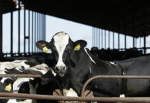 Youth Camp introduces young people to dairy industry