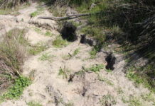 Rabbit control needed in Coorong and Tatiara