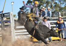 Bulls, Broncs and Barrel Racers
