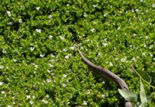 Territorial battle captured at Lake McIntyre