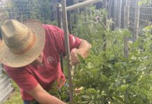 Tomatoes ready for action