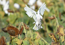 Funding for bird flu