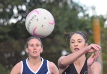 Magpies at their devastating best