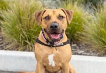 Council decides on fees and charges