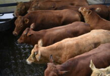 Market reports July 9