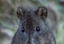 20 years of Glenelg Ark