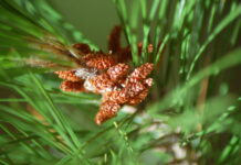 Forestry photo competition returns