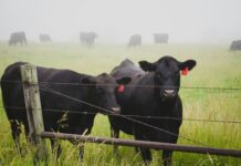 Funding for cattle projects
