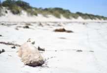 Fish deaths not linked to bloom