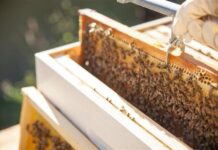 Council moves on mites