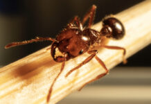 Look out for fire ant threat