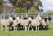 Top Quality at Allendale