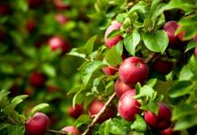 Future of indoor farming