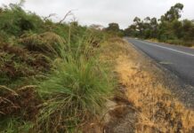 Funds to tackle lovegrass