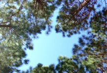 Forestry industry supports funding