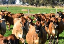 New look for Jersey Great Australian Challenge