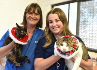 Pets are not presents