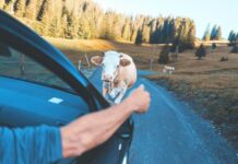 Victoria gives virtual fencing the green light